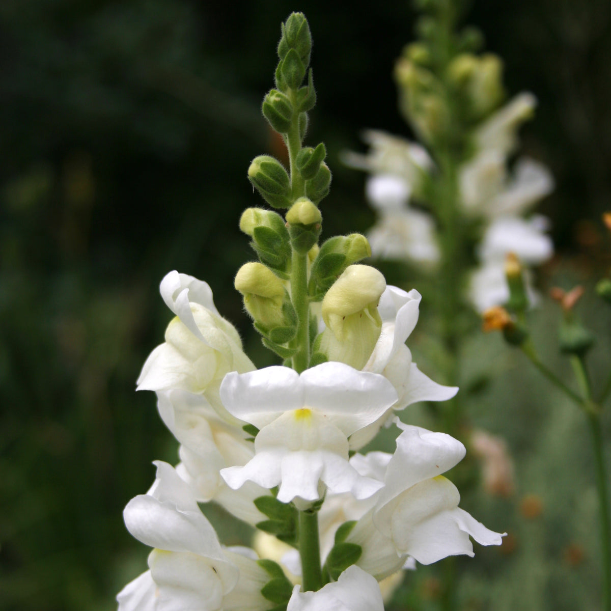 Antirrhinum White Bedding Plants 6 Pack Elegant white antirrhinum flower spike in a natural garden setting, with additional flower spikes softly blurred in the background. 4
