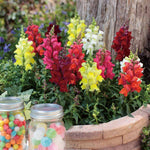 Antirrhinum Mixed Bedding Plants 6 Pack Close up of a stone planter brimming with vibrant antirrhinum flowers in shades of red, yellow, pink, white, and orange, with two jars of colourful sweets in the foreground. 1