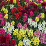 Antirrhinum Mixed Bedding Plants 6 Pack Large flower bed densely packed with blooming antirrhinums in a rich variety of colours, including red, yellow, white, pink, and burgundy. 2