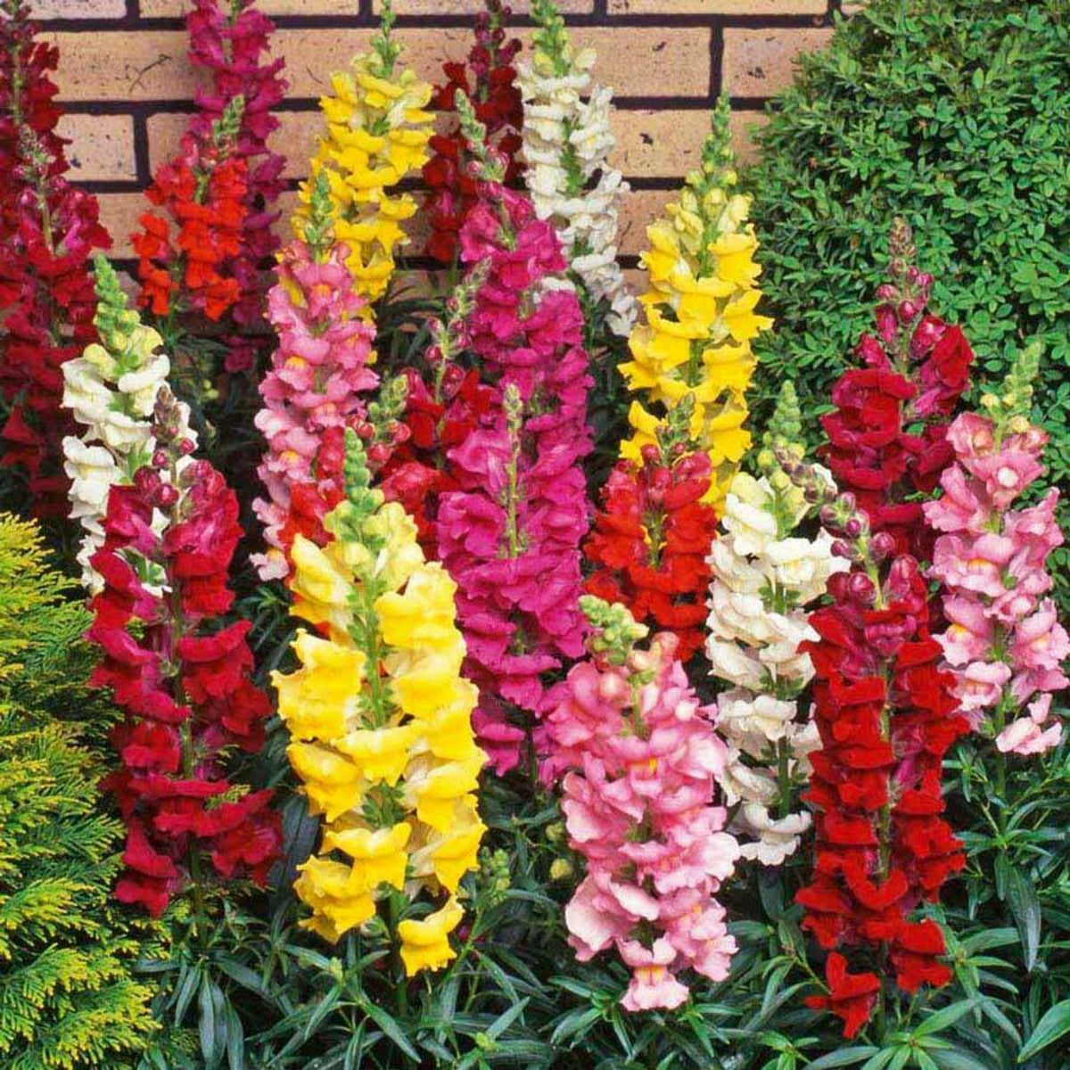 Antirrhinum Mixed Bedding Plants 6 Pack Mixed antirrhinum flowers growing upright against a brick wall, showing vivid colours like red, yellow, white, pink, and orange among lush green foliage. 3