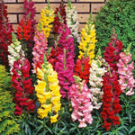 Antirrhinum Mixed Bedding Plants 6 Pack Mixed antirrhinum flowers growing upright against a brick wall, showing vivid colours like red, yellow, white, pink, and orange among lush green foliage. 3