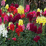 Antirrhinum Mixed Bedding Plants 6 Pack Colourful antirrhinum plants in full bloom in a garden border, featuring a striking blend of yellow, red, pink, white, and burgundy flowers. 4