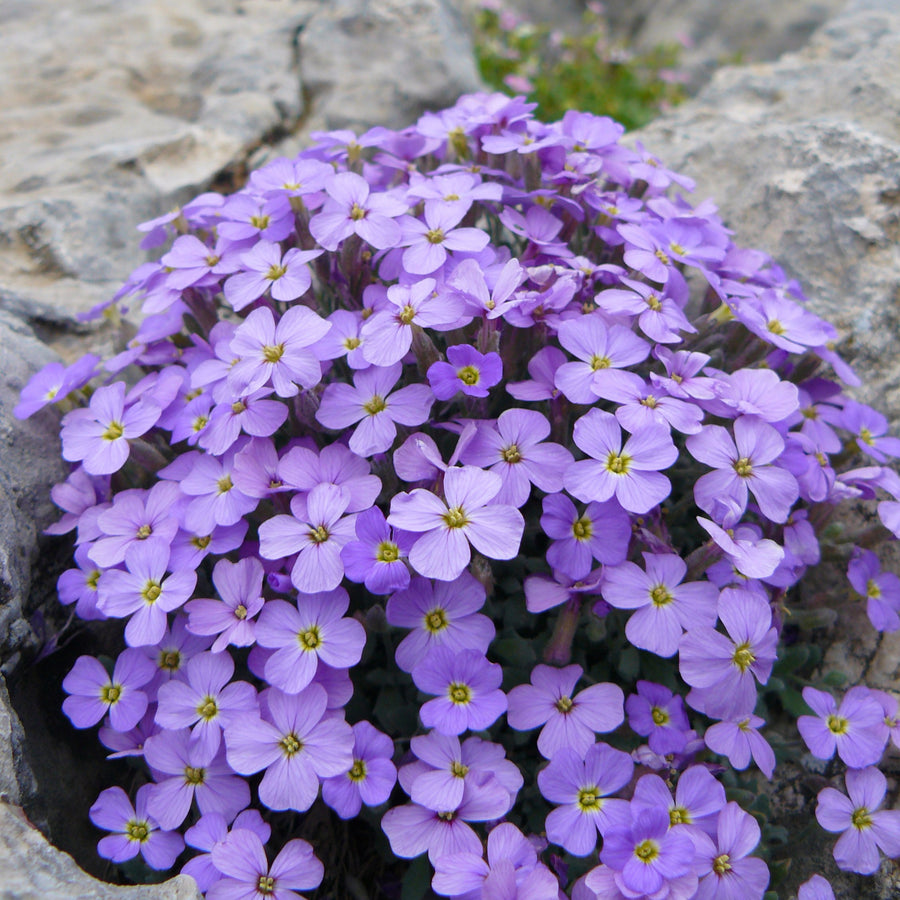 Aubrieta Blue Cascade Close-up of a dense cluster of purple rock cress flowers with yellow centres, growing amongst light grey rocks. 1