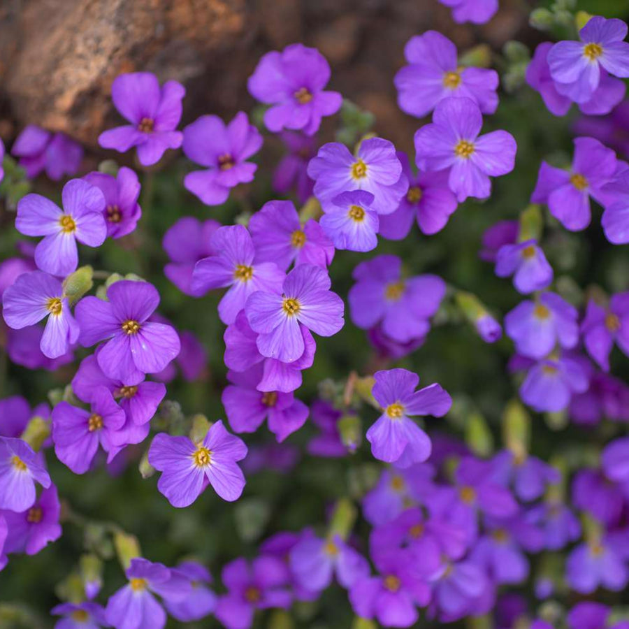 Aubrieta Blue Cascade A close-up shot of small, vibrant purple flowers with four petals and yellow centres, growing densely on a green background. 2
