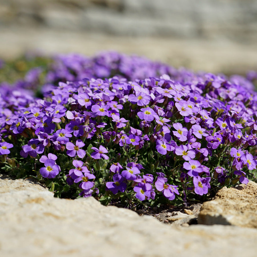 Aubrieta Blue Cascade A dense cluster of small, purple flowers with yellow centres, growing amongst light grey rocks. 3