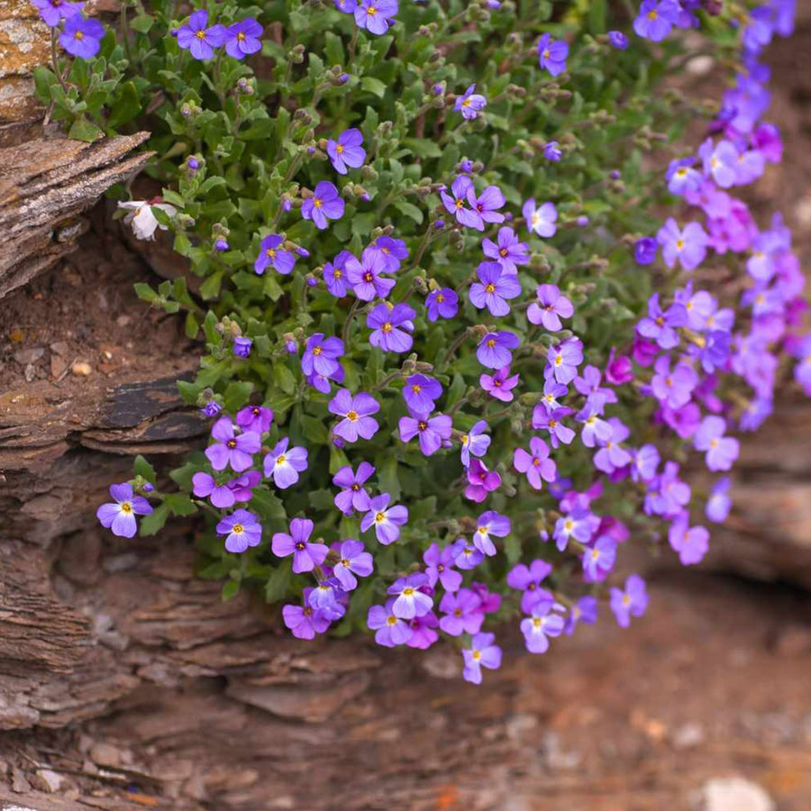 Aubrieta Blue Cascade A cluster of purple Aubrieta flowers with yellow centres growing on a textured, brown rock face. 4