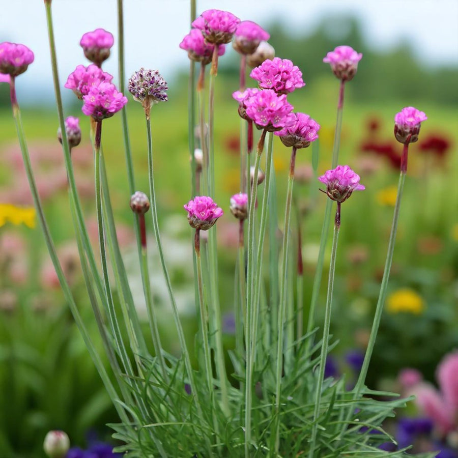 Armeria Splendens Pink Bare Root  3