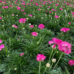Armeria Splendens Pink Bare Root  4