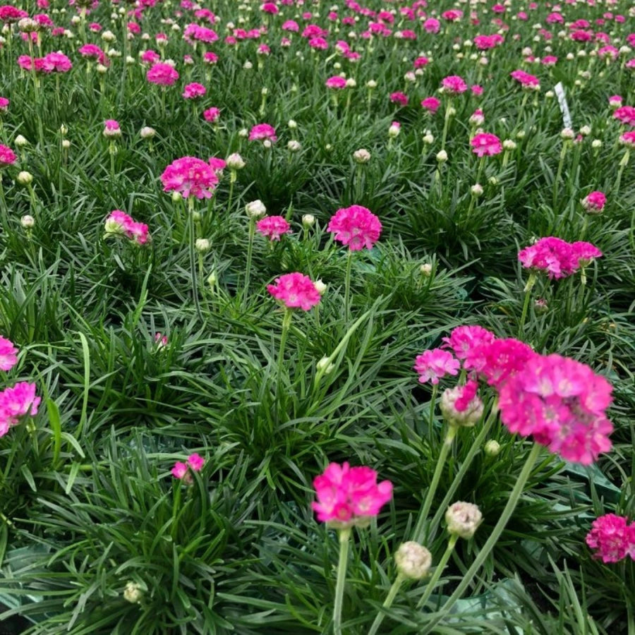 Armeria Splendens Pink Bare Root  4
