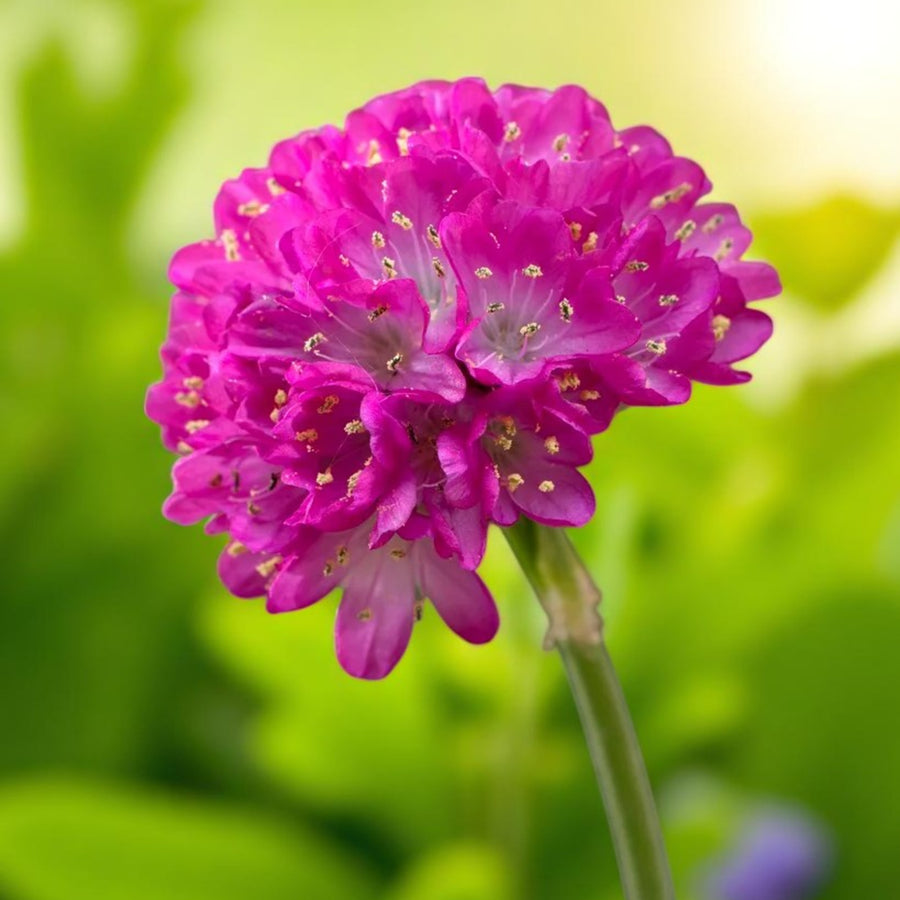 Armeria Splendens Pink Bare Root  1