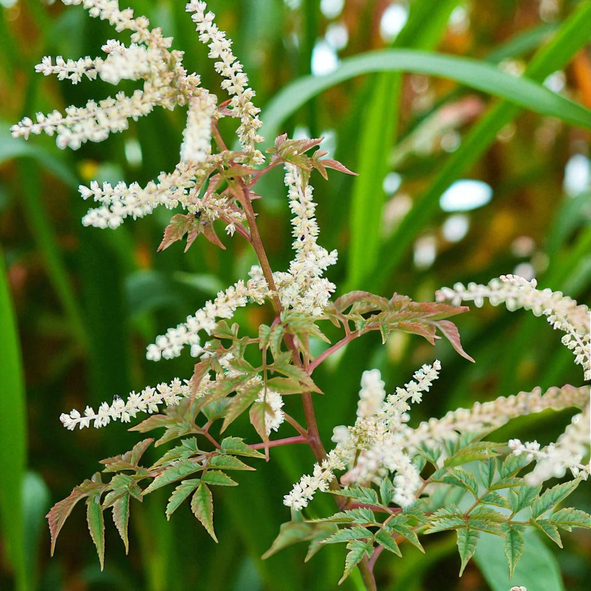 Aruncus Horatio Goats Beard Bare Root  1