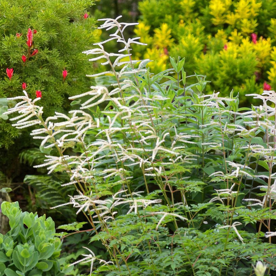 Aruncus Horatio Goats Beard Bare Root  3
