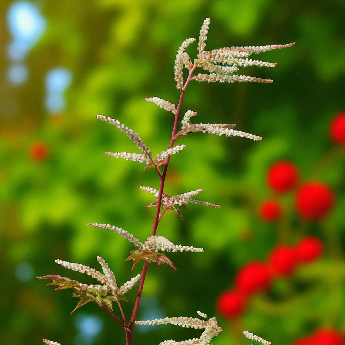 Aruncus Horatio Goats Beard Bare Root  4