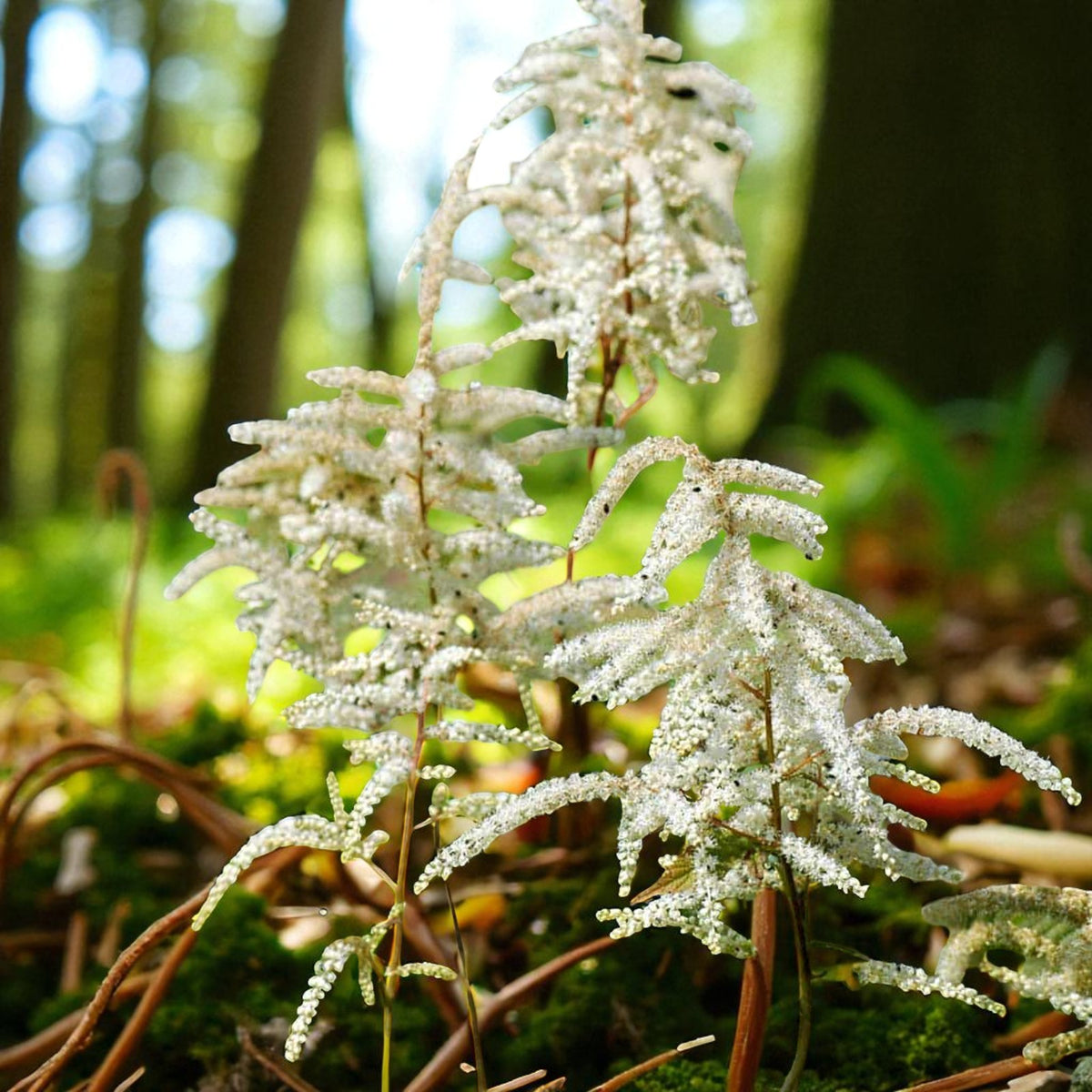 Aruncus Horatio Goats Beard Bare Root  2