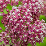 Asclepias, Agastache & Nepeta Bare Root Mix  2