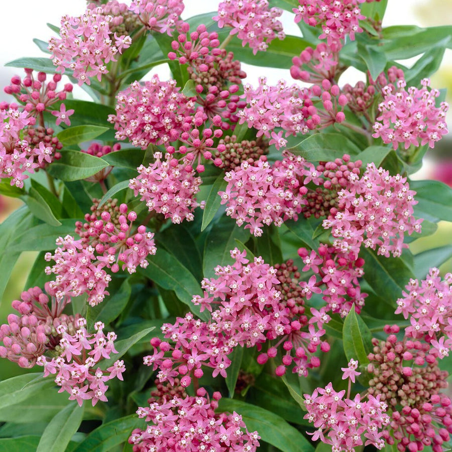 Asclepias Cinderella Bare Root  3