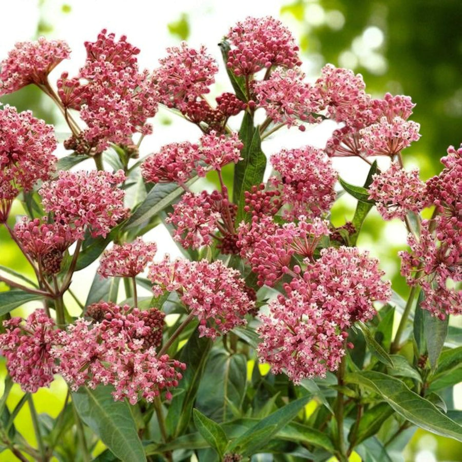 Asclepias Cinderella Bare Root  1