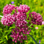 Asclepias Cinderella Bare Root  2