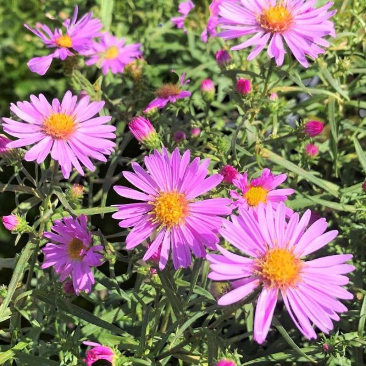 Aster Dumosus Light Pink  3