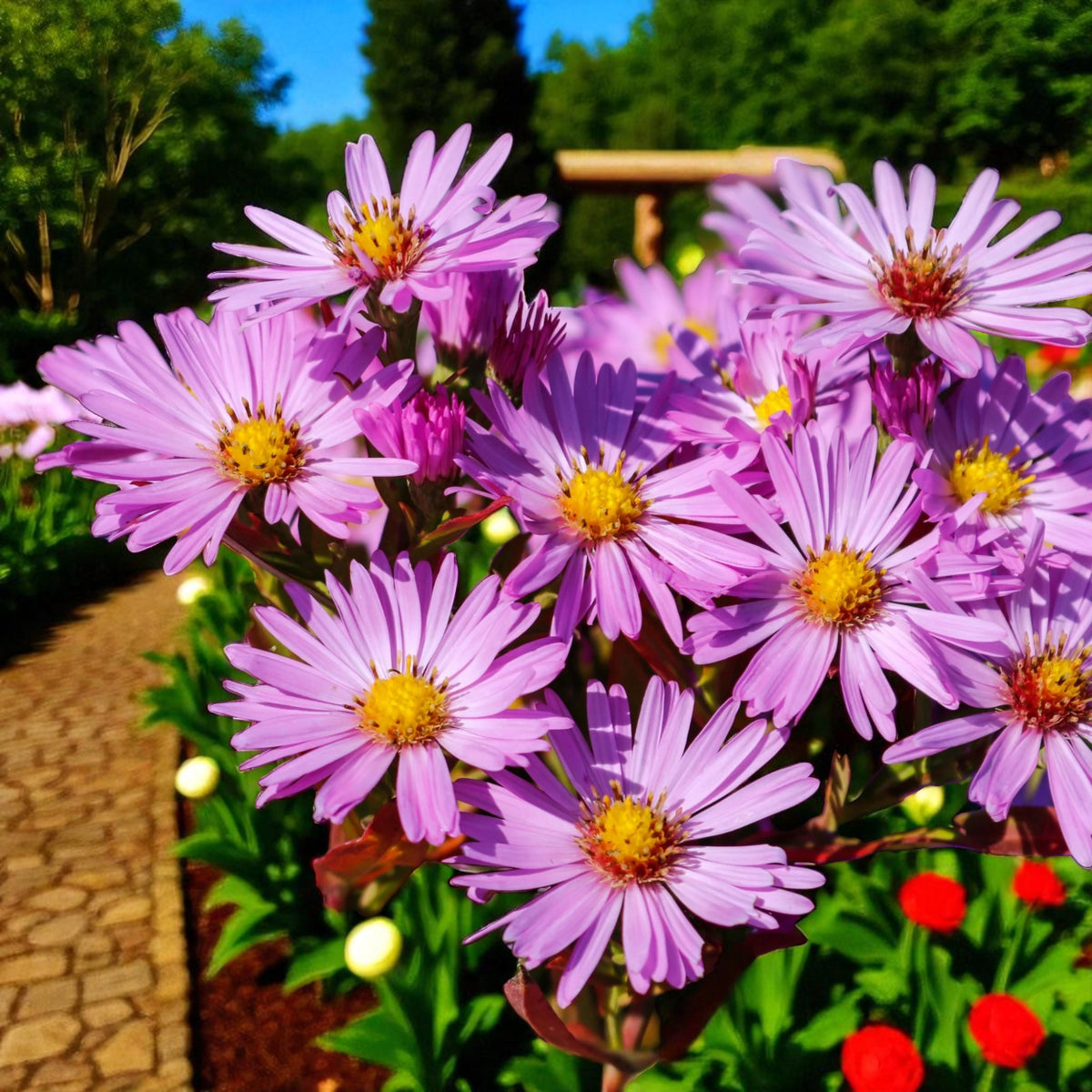 Aster Dumosus Light Pink  2