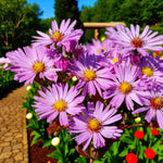 Aster Dumosus Light Pink  2