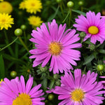 Aster Dumosus Light Pink  1