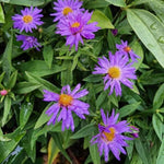 Aster Novi-Belgii Lady in Blue  3