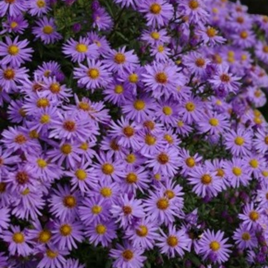 Aster Novi-Belgii Lady in Blue  2