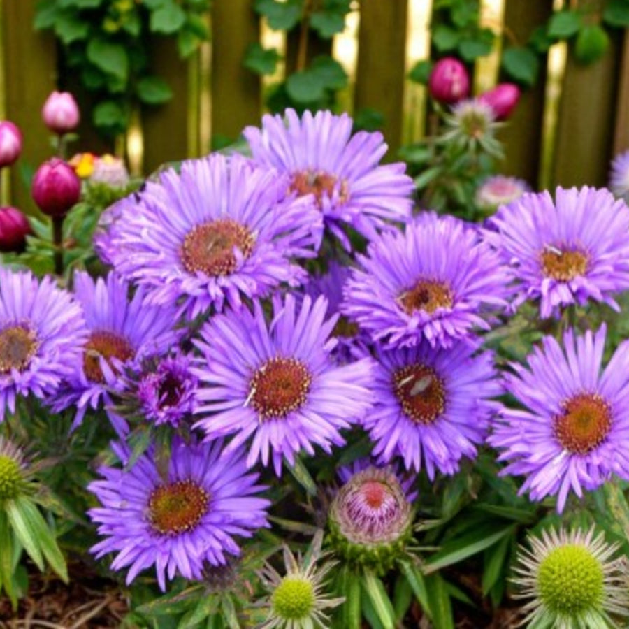 Aster Novi-Belgii Lady in Blue  1
