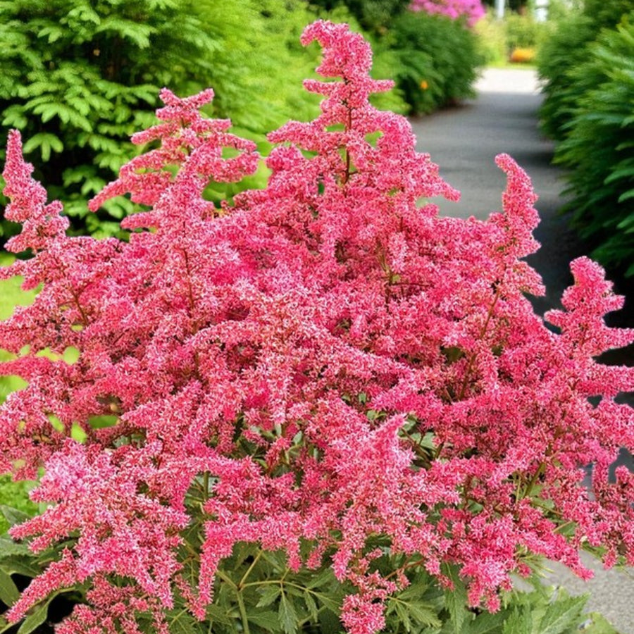 Astilbe Arendsii Rose  2