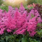 Astilbe Arendsii Rose  3