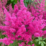 Astilbe Arendsii Rose  1