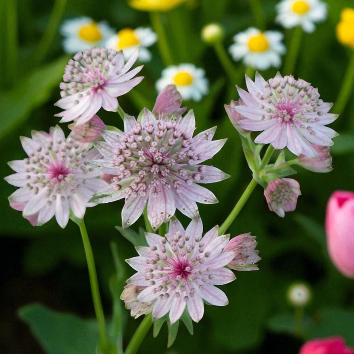 Astrantia Major Pink Button  1