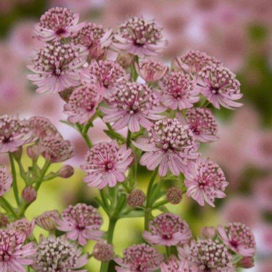 Astrantia Major Pink Button  2