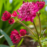 Astrantia Purple Happiness  1