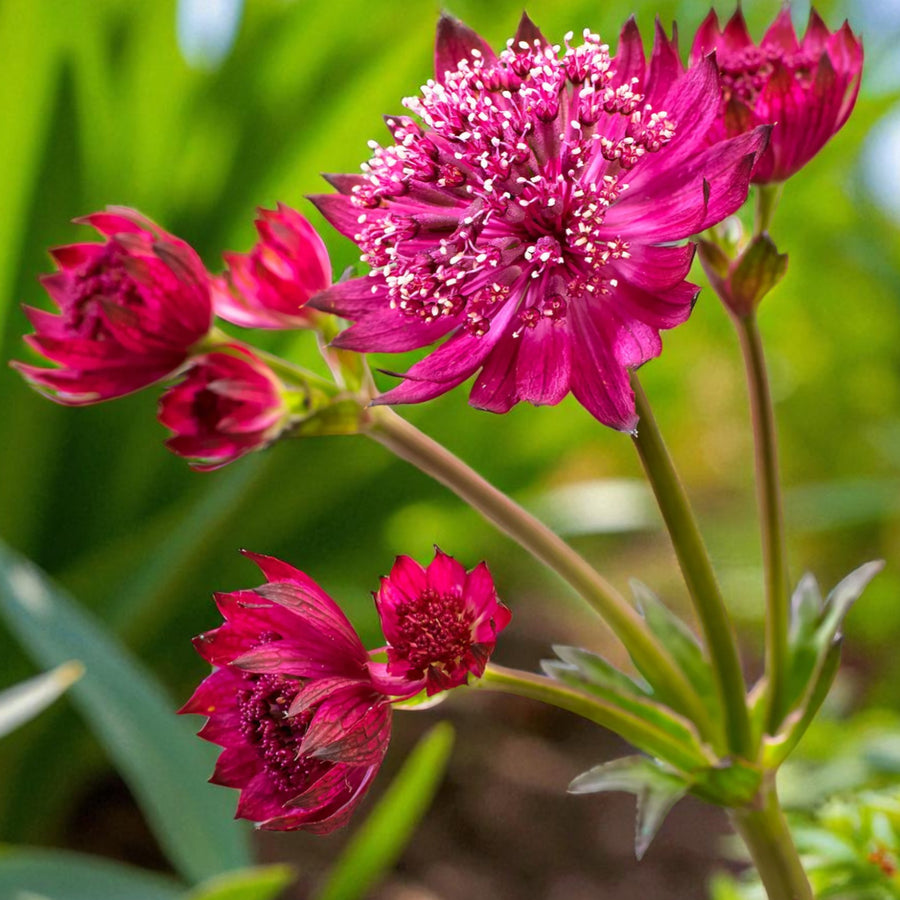 Astrantia Purple Happiness  1