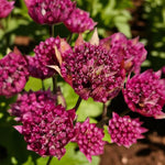 Astrantia Purple Happiness  2