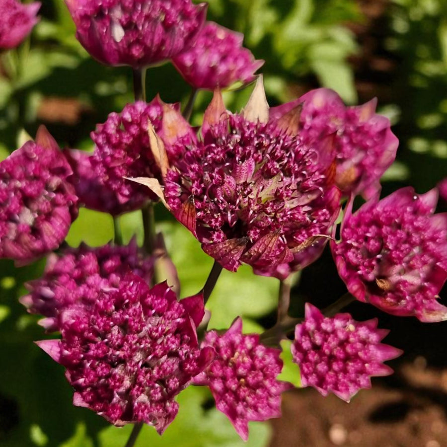 Astrantia Purple Happiness  2