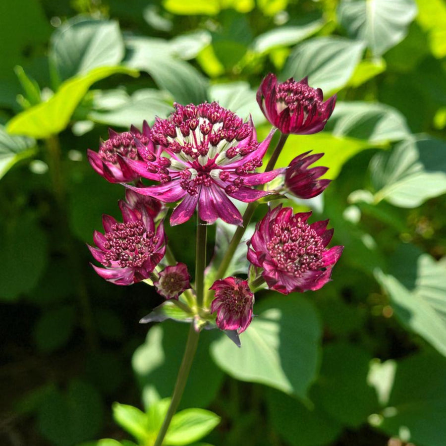 Astrantia Purple Happiness  3