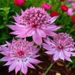 Astrantia Roma  2
