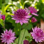 Astrantia Roma  3