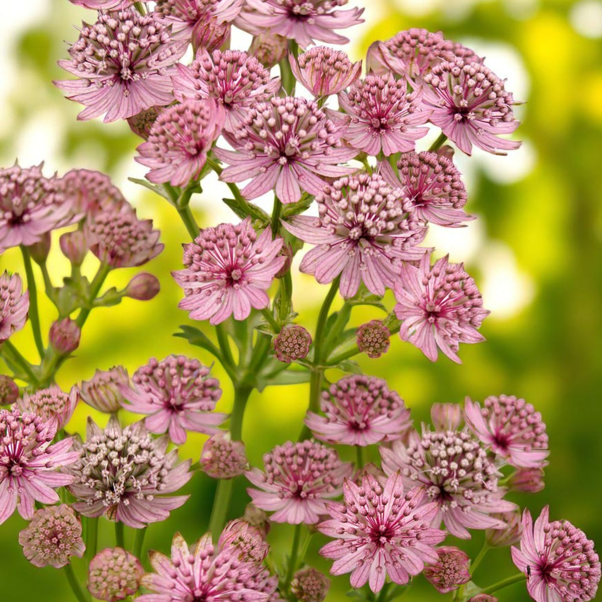 Astrantia Pink Pride Masterwort Bare Root  1