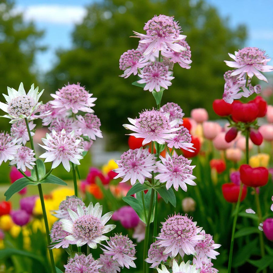 Astrantia Pink Pride Masterwort Bare Root  3