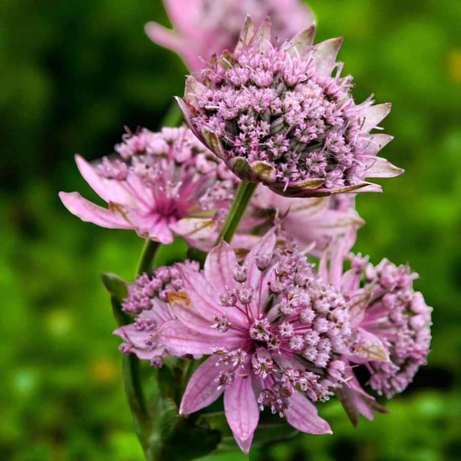 Astrantia Pink Pride Masterwort Bare Root  4