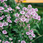 Astrantia Pink Pride Masterwort Bare Root  4
