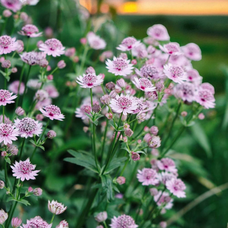 Astrantia Pink Pride Masterwort Bare Root  1