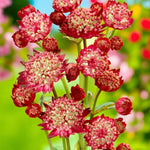 Astrantia Rubra Masterwort Bare Root  2