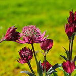 Astrantia Rubra Masterwort Bare Root  3