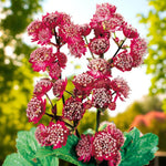 Astrantia Rubra Masterwort Bare Root  4