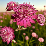 Astrantia Rubra Masterwort Bare Root  1